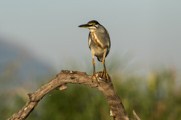 A Green-backed Heron perched on a dead branch with blurred background