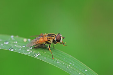 Flies on plants in the nature, North China Plain