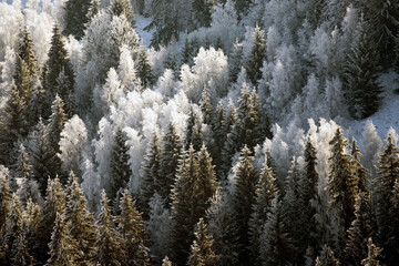 Trees covered with hoarfrost and snow in winter mountains - Christmas background