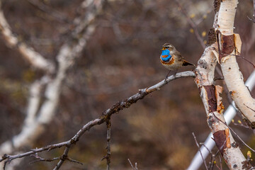 Rotsterniges Blaukehlchen (Luscinia svecica svecica) Männchen