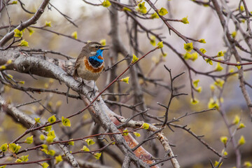 Rotsterniges Blaukehlchen (Luscinia svecica svecica) Männchen