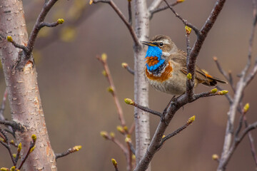 Rotsterniges Blaukehlchen (Luscinia svecica svecica) Männchen