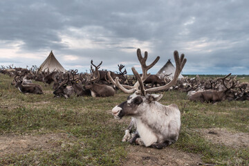 a large herd of reindeer against the background of the plague