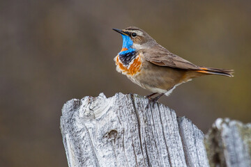 Rotsterniges Blaukehlchen (Luscinia svecica svecica) Männchen