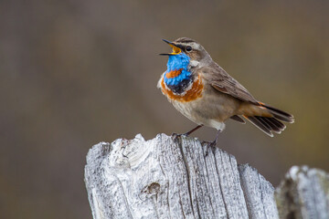 Rotsterniges Blaukehlchen (Luscinia svecica svecica) Männchen