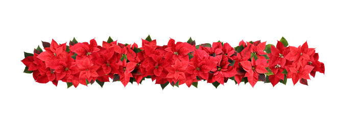 Christmas traditional Poinsettia flowers on white background, top view. Banner design
