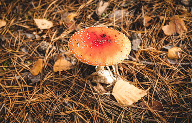 Toxic toadstool mushroom in the autumn forest