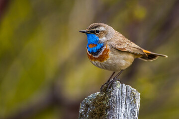 Rotsterniges Blaukehlchen (Luscinia svecica svecica) Männchen