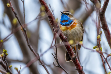 Rotsterniges Blaukehlchen (Luscinia svecica svecica) Männchen