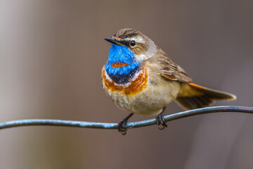 Rotsterniges Blaukehlchen (Luscinia svecica svecica) Männchen