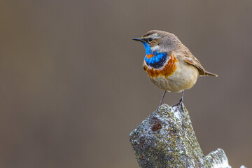 Rotsterniges Blaukehlchen (Luscinia svecica svecica) Männchen
