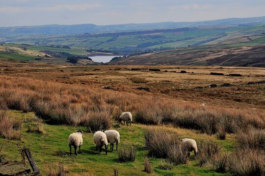 Sheep On Saddleworth Moor