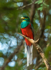 Beautiful Narina Trogon perched on a branch in the morning light displaying his red chest.