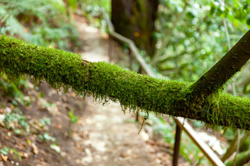 Forest.Green wild forest in the Caucasus mountains in summer in good weather.