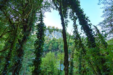Forest.Green wild forest in the Caucasus mountains in summer in good weather.