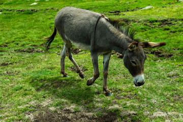 Italy, Trentino, Predazzo, Malga Moregna - 4 July 2020 - A beautiful donkey grazes in a green meadow