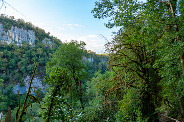Forest.Green wild forest in the Caucasus mountains in summer in good weather.