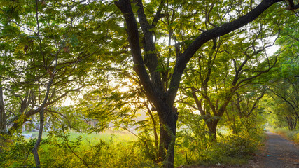 Landscape of golden hour sunset in the forest of Mumbai's Aarey colony.