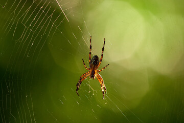 Kreuzspinne wartet auf Beute