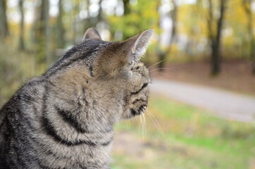 A flattering striped cat sits on a tree stand.