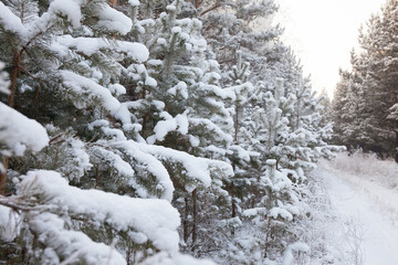 Fabulous winter snowy forest in the daytime