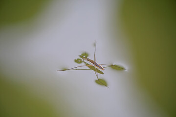Water strider glides on the water