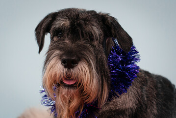 Portrait of a smiling bearded mittel schnauzer in the studio on a gray background. The dog lies with purple tinsel around its neck. Close up of a dog's muzzle. Waiting for the New Year and gifts.