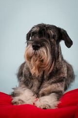 Serious wirehaired mittel schnauzer posing in studio on gray background. The dog lies with its legs outstretched on a red pillow. Close up.