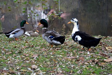 ducks on the shores of the lake