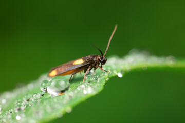 Moths on leaves in nature, North China Plain