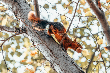A squirrel