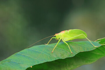 Katydids on wild plants, North China