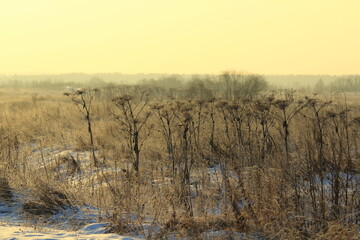 Silhouette of a hogweed lit by the sun against the background of a frosty winter sky