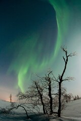 Fototapeta premium beautiful winter Northern lights with trees