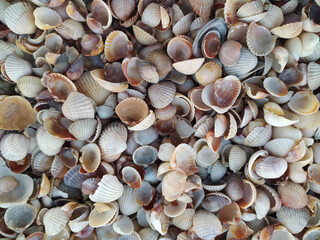Seashells on the seashore. Marine shore texture.