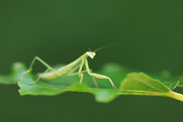 Mantis lives on weeds in the North China Plain