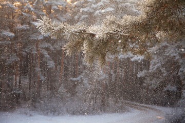Fabulous winter snowy forest in the daytime