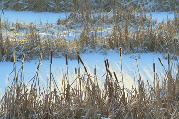 Cattail lit by the sun against the background of a snow-covered pond