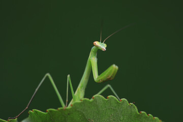 Mantis lives on weeds in the North China Plain