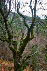 Bosque en invierno con musgo verde y hojas marrones