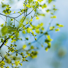 A beautiful, fresh green birch tree leaves in the spring day. Spring seasonal scenery.
