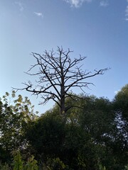 tree and sky