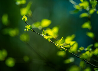 A beautiful, fresh green birch tree leaves in the spring day. Spring seasonal scenery.