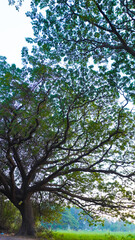 Landscape of golden hour sunset in the forest of Mumbai's Aarey colony.