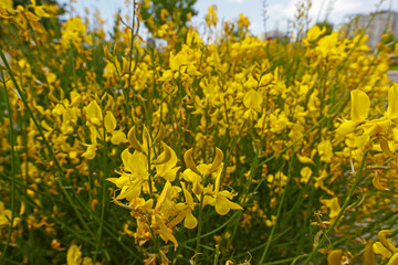 spartium junceum plant