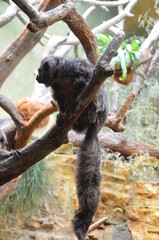 White-faced Saki (Pithecia pithecia) in Frankfurt zoo