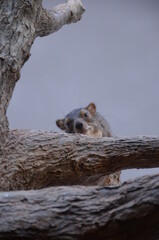 Bush hyrax or Yellow-spotted rock dassie, Heterohyrax brucei