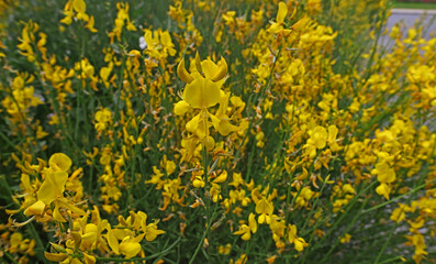 Obraz premium spartium junceum plant