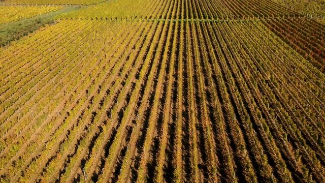 Viticulture field bird view in late autumn full day-light