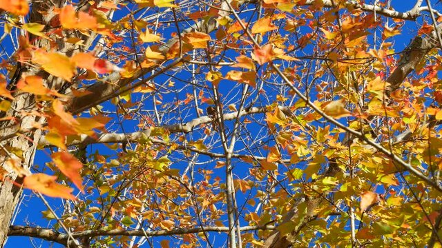 紅葉したトウカエデの葉が風に揺れる